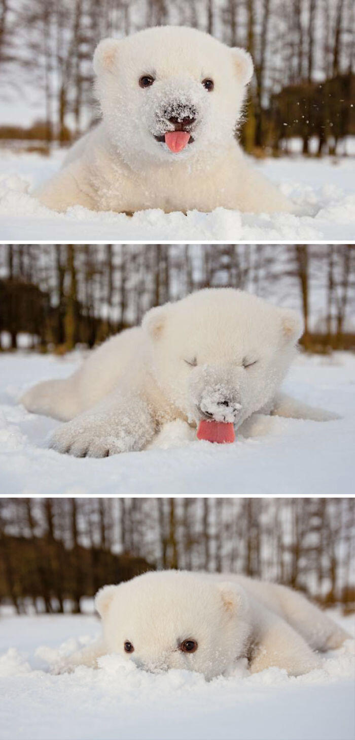 This Baby Polar Bear Saw Snow For The First Time