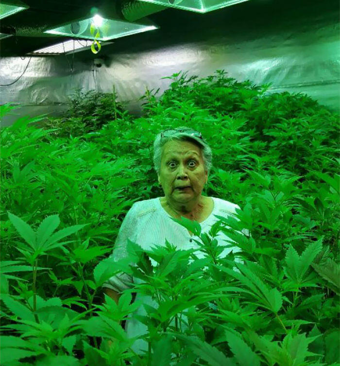 Friends Grandma Went To A Grow House For The First Time