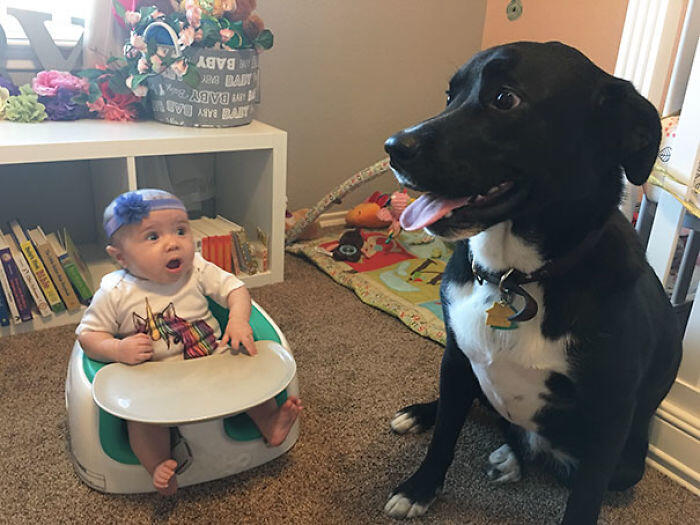 My Niece Meeting A Dog For The First Time